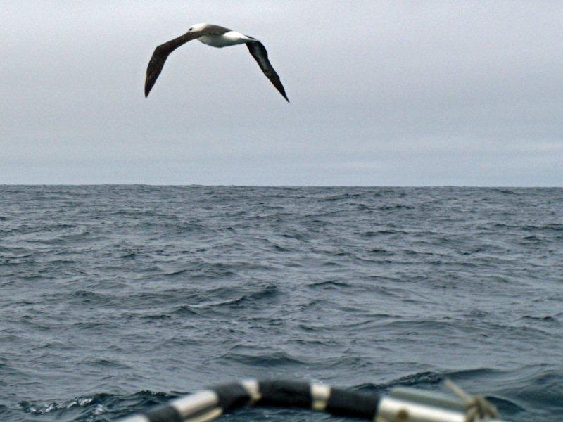 Mingming meets a black-browed albatross